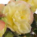 Begonia Fragrant Falls Lemon