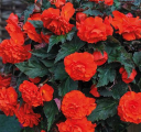 Begonia Fragrant Falls Orange