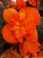 Begonia I'Conia Portofino Hot Orange