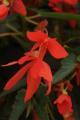 Begonia Mistral Orange 