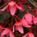 Begonia Mistral Pink