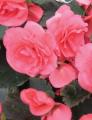 Begonia Non Stop Mocca Pink Shade