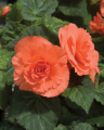 Begonia Nonstop Deep Salmon