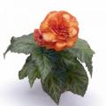 Begonia Nonstop Fire