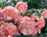 Begonia On Top™ Pink Halo