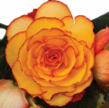 Begonia On Top™ Sun Glow