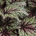 Begonia Rex Jurassic™ Green Streak