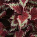 Begonia Rex Jurassic™ Red Splash