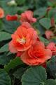 Begonia Solenia Apricot