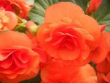 Begonia Solenia Orange