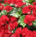 Begonia Solenia Red 