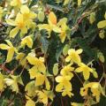 Begonia Mistral Yellow