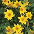 Bidens Sundrop Compact Yellow