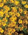 Bidens Sunbeam Vigorous Yellow