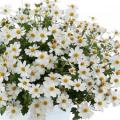 Bidens White Delight