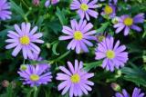 Brachyscome Surdaisy Mauve