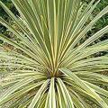 Cordyline Torbay Dazzler