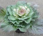 Cabbage Osaka Dynasty White