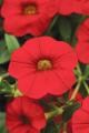 Calibrachoa Cabaret Bright Red