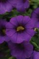 Calibrachoa Cabaret Purple