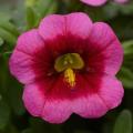 Calibrachoa Conga Rose Kiss