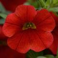 Calibrachoa Conga Red