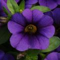 Calibrachoa Cabaret Midnight Blue