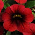 Calibrachoa Cabaret  Red