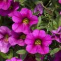 Calibrachoa Cabaret Light Pink Kiss