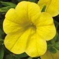 Calibrachoa Cabaret Golden Yellow