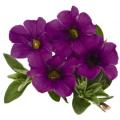 Calibrachoa Aloha Kona Dark Lavender