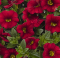 Calibrachoa Aloha Kona Dark Red