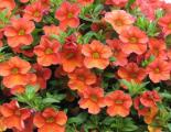 Calibrachoa Aloha Kona Hot Orange