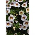 Calibrachoa Aloha Kona Royal White