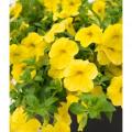 Calibrachoa Aloha Nani Golden Girl