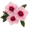 Calibrachoa Aloha Tiki Soft Pink