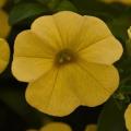 Calibrachoa Cabaret deep  yellow