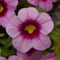 Calibrachoa Cabaret Light Pink Kiss