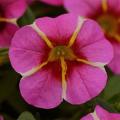 Calibrachoa Cabaret Pink Star