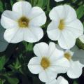 Calibrachoa Cabaret White