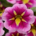 Calibrachoa Can-Can Bumble Bee Pink