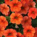 Calibrachoa Cabaret Orange