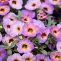 Calibrachoa Chameleon Blueberry Scone