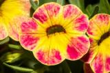 Calibrachoa Chameleon Sunshine Berry 