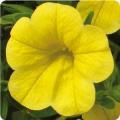 Calibrachoa Conga deep Yellow