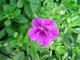 Calibrachoa MiniFamous Double Amethyst