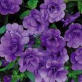 Calibrachoa MiniFamous Double Amethyst