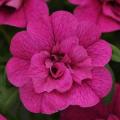 Calibrachoa MiniFamous Double Purple