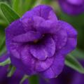 Calibrachoa Neo Double Blue