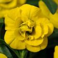 Calibrachoa MiniFamous Double Deep Yellow